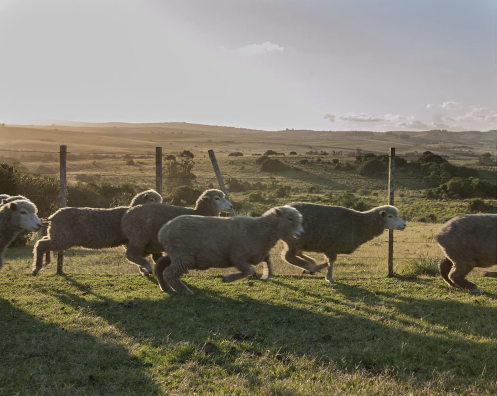 Heidi Lender, Untitled (Sheep), POSTCARD FROM URUGUAY