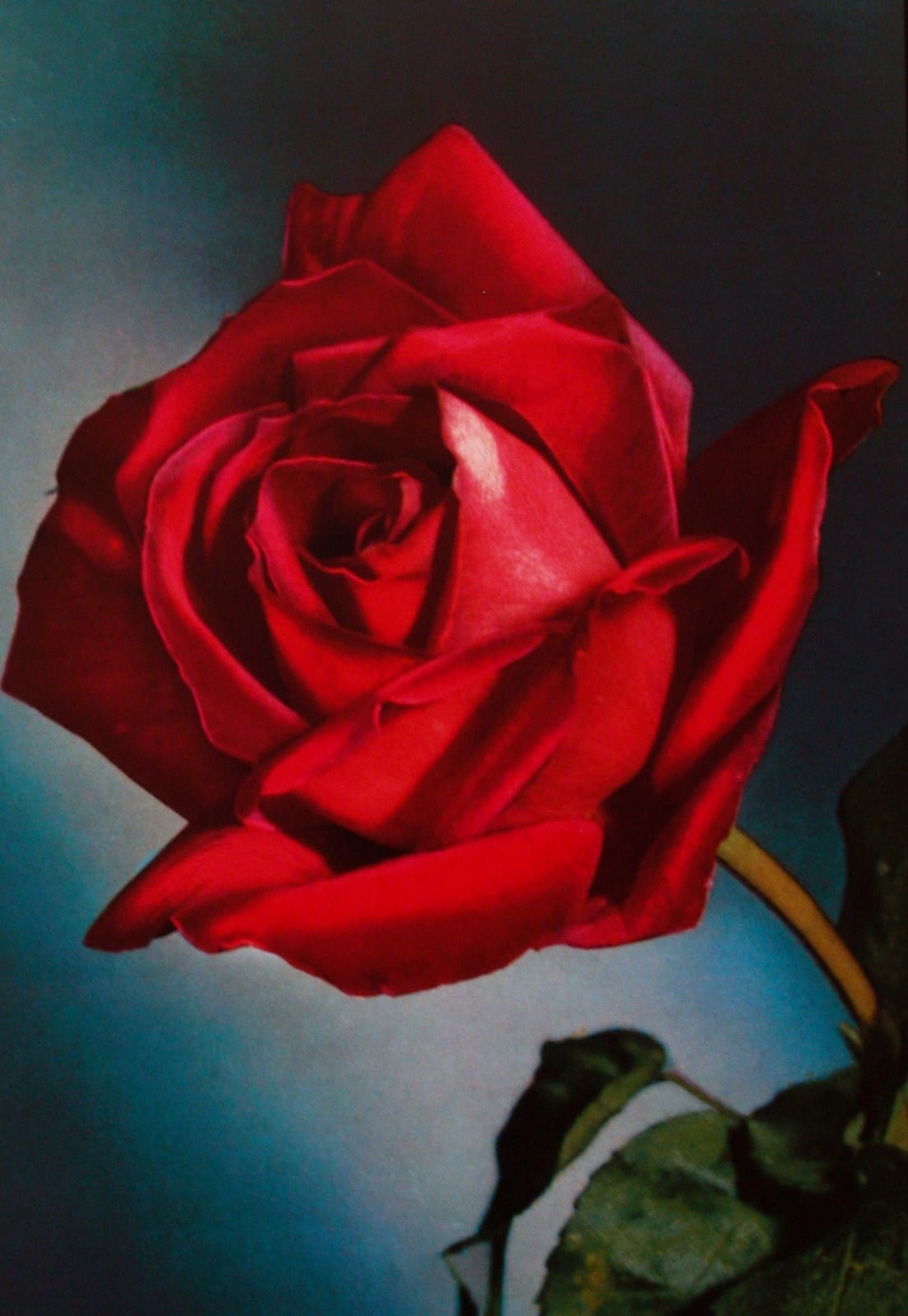 Hans-Peter Feldmann, Flower Series