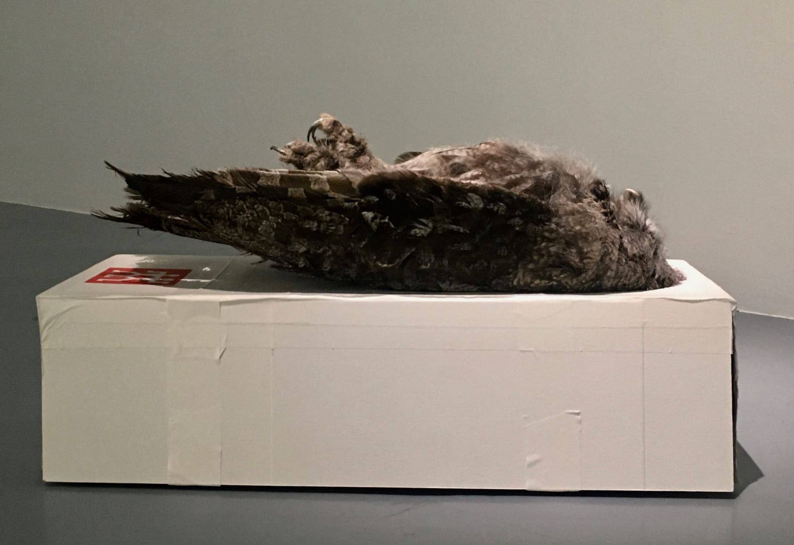 Jason Dodge, Topaz inside an owl