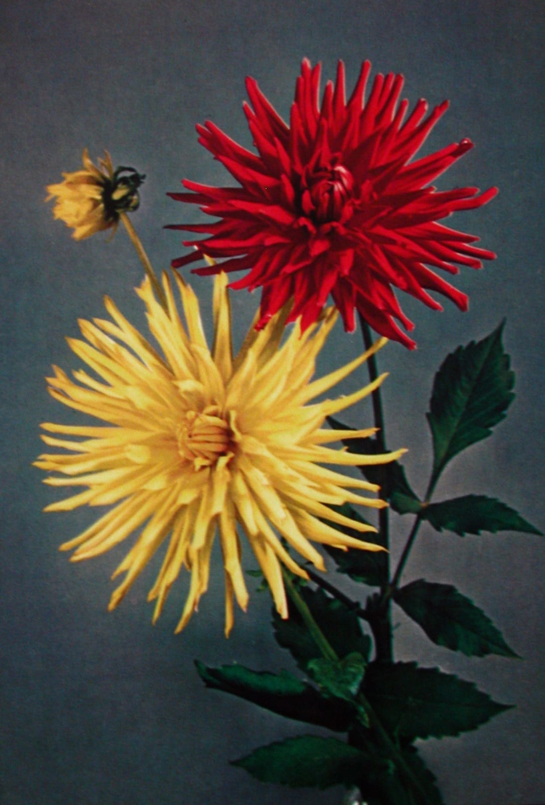 Hans-Peter Feldmann, Flower Series