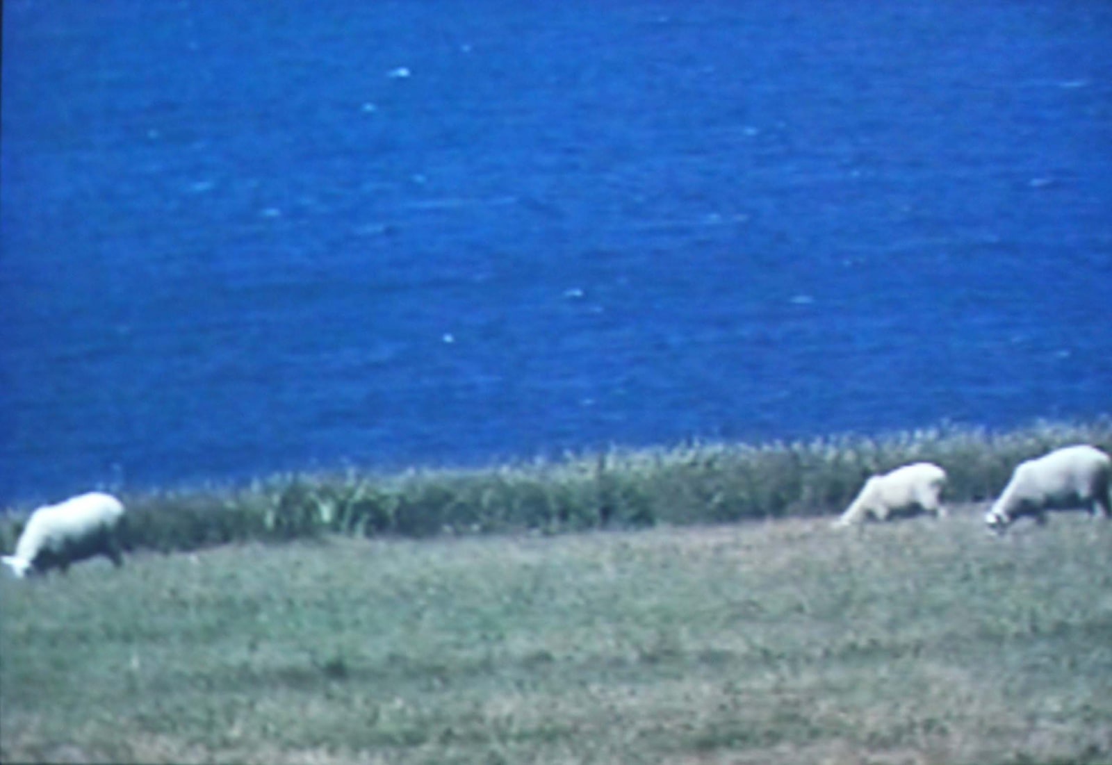 Michael Snow, Sheeploop, 2001