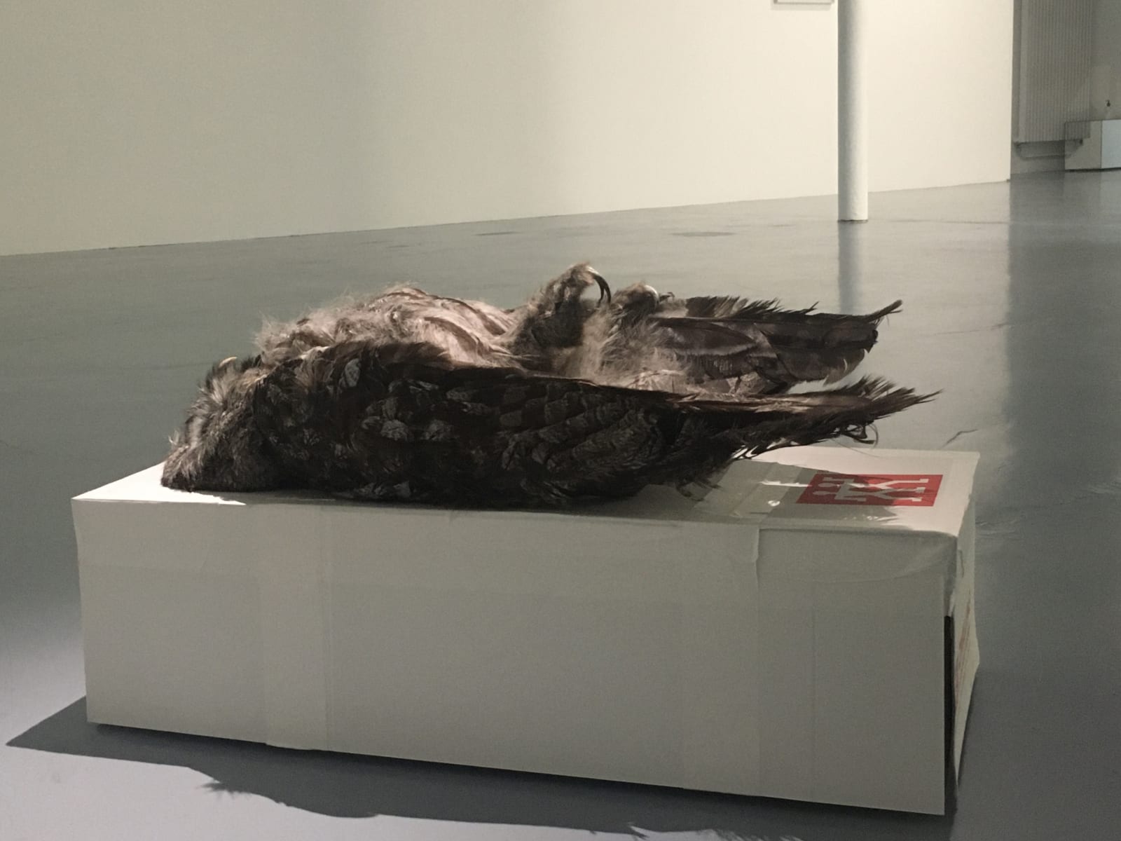 Jason Dodge, Topaz inside an owl