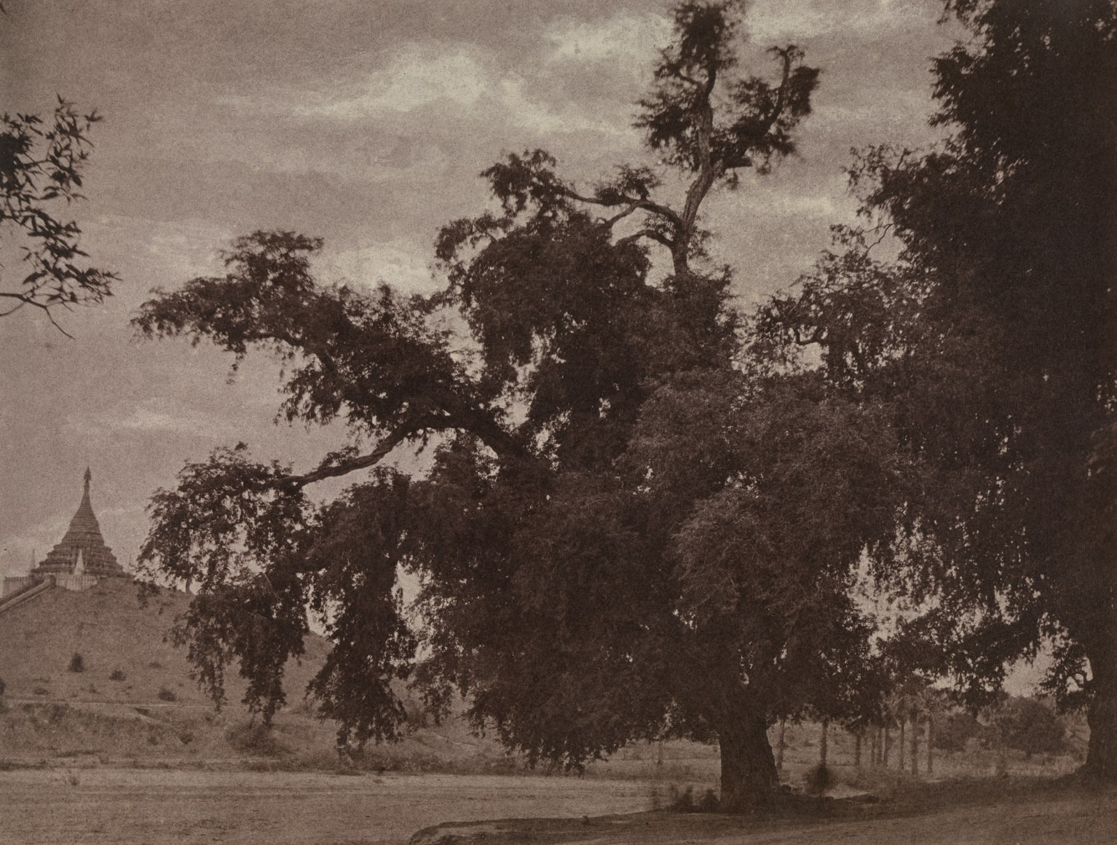 Captain Linnaeus Tripe, Tamarind Tree, 1857/58