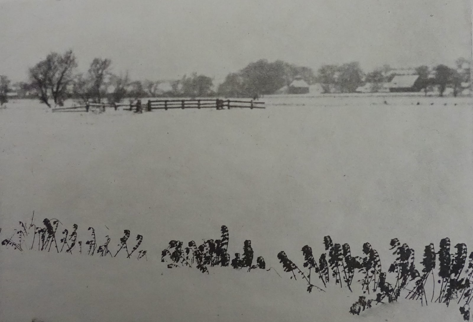 P.H. Emerson, Marsh Weeds