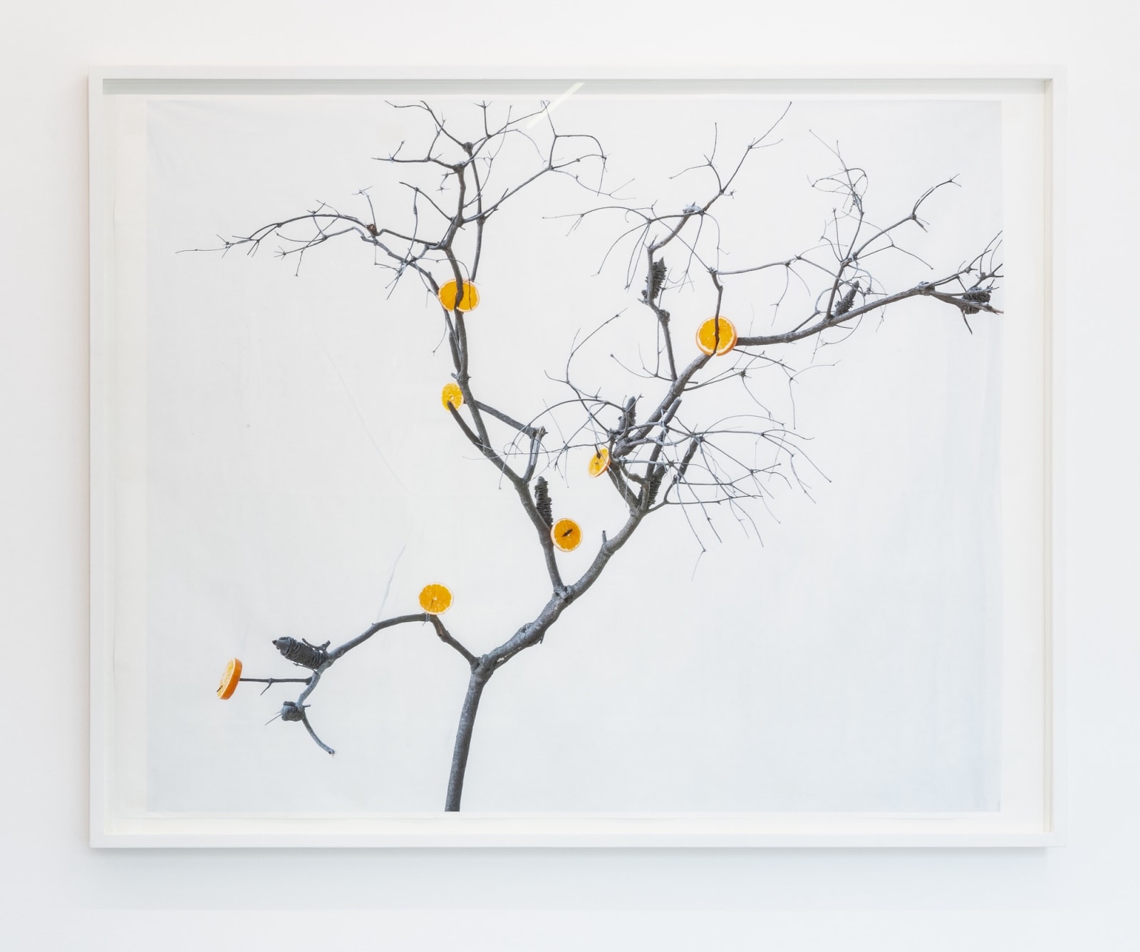 KRISTINA CHAN & ITAMAR FREED, Orange Tree, 2019