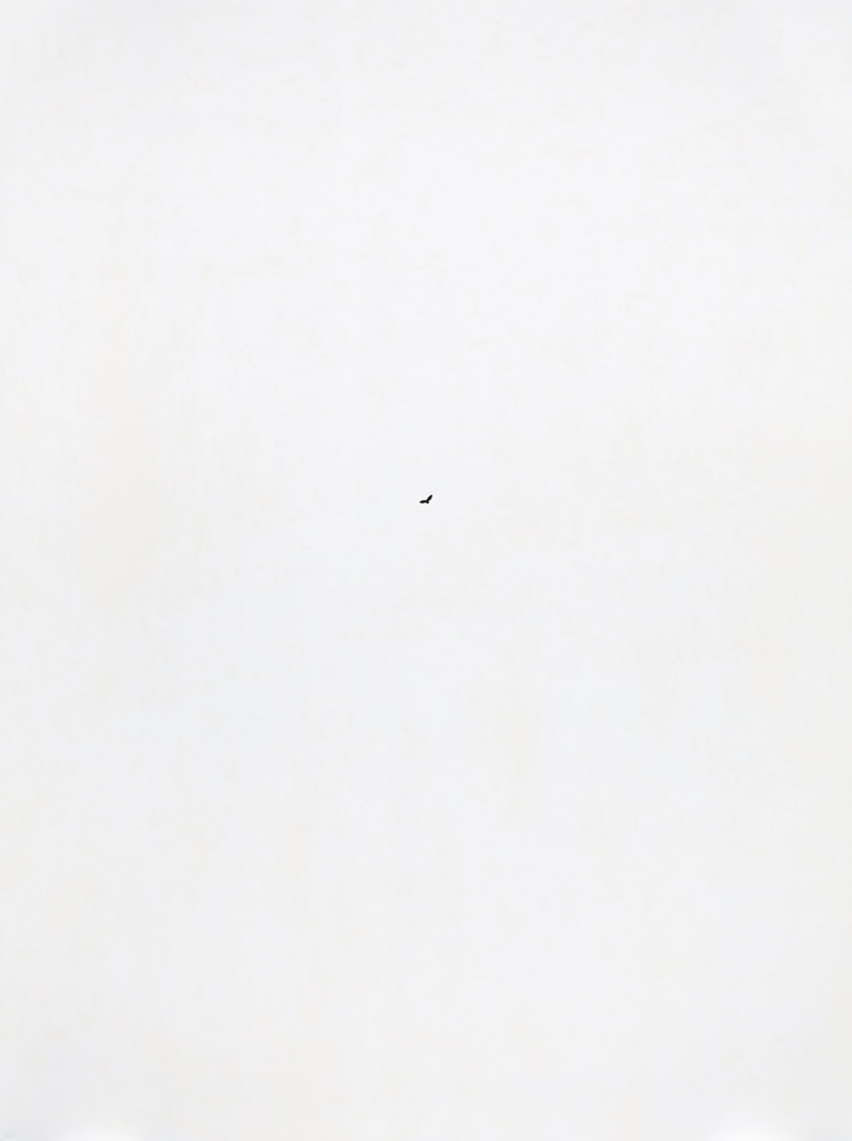 Eric Eriston Winarto, BLACK BIRD (SOLD), 2014