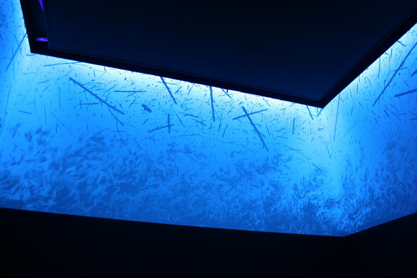 Eric Eriston Winarto, INSTALLATION, WALD, CHER, FRANCE