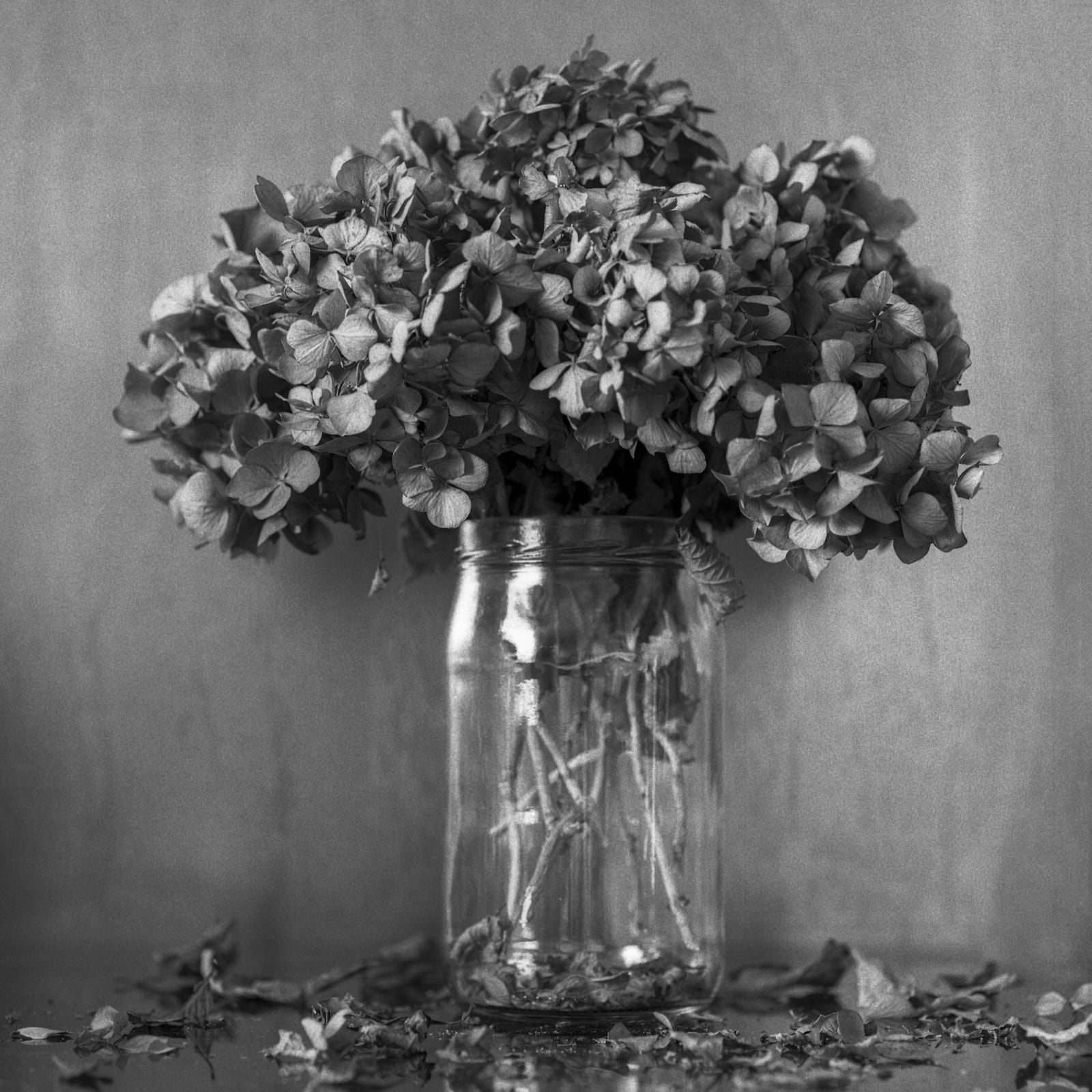 Pili Concellón, MY FIRST HYDRANGEAS, 2017