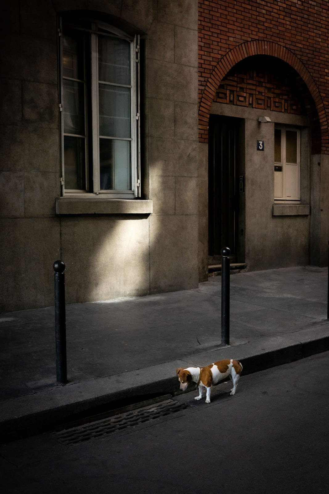 Maria Huerga, A Dog Who Doesn´t Know He's From Paris