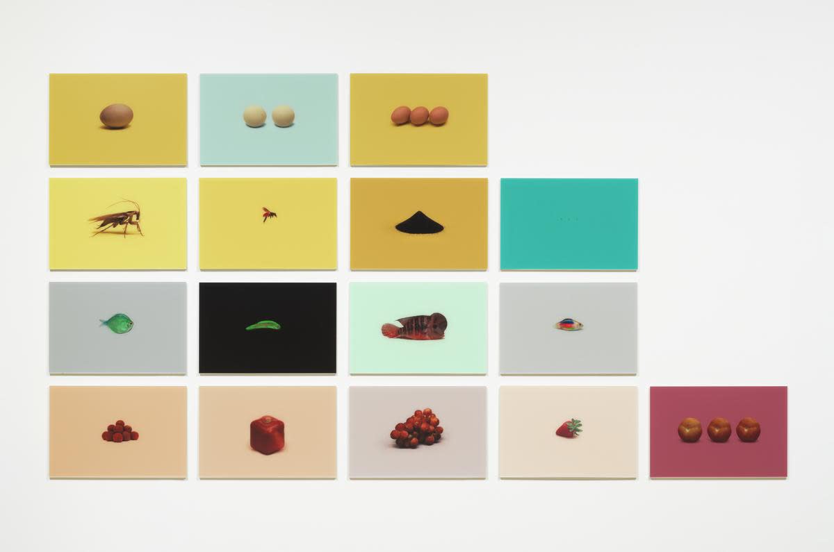 A Guide to the Flora and Fauna of the World - Courtesy of the Artist and ShanghART Gallery