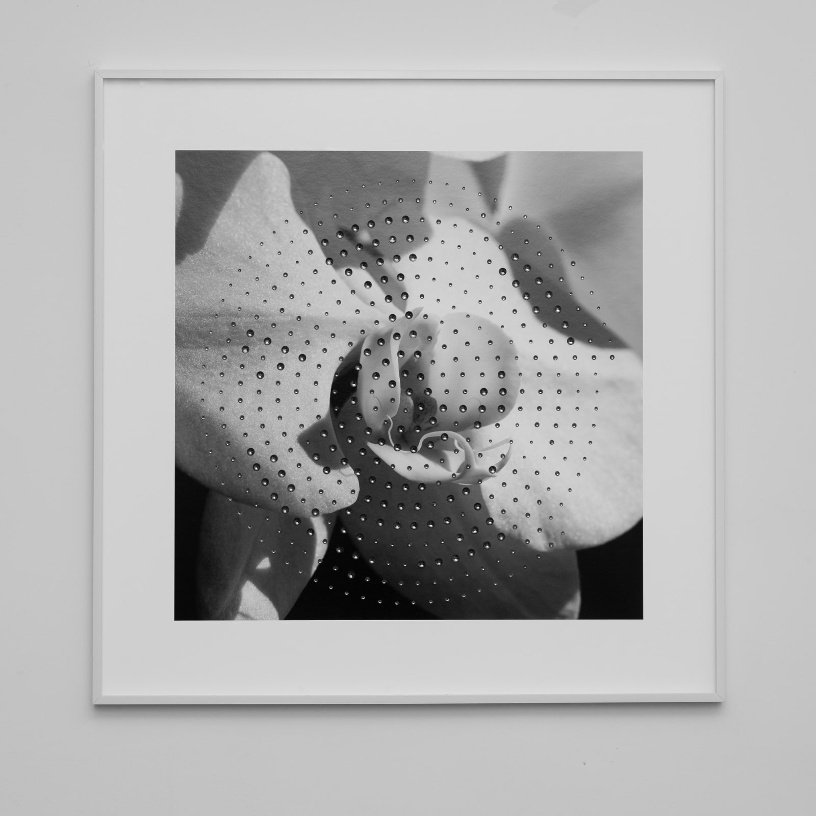 Ryan Van Der Hout, Orchid, 2021