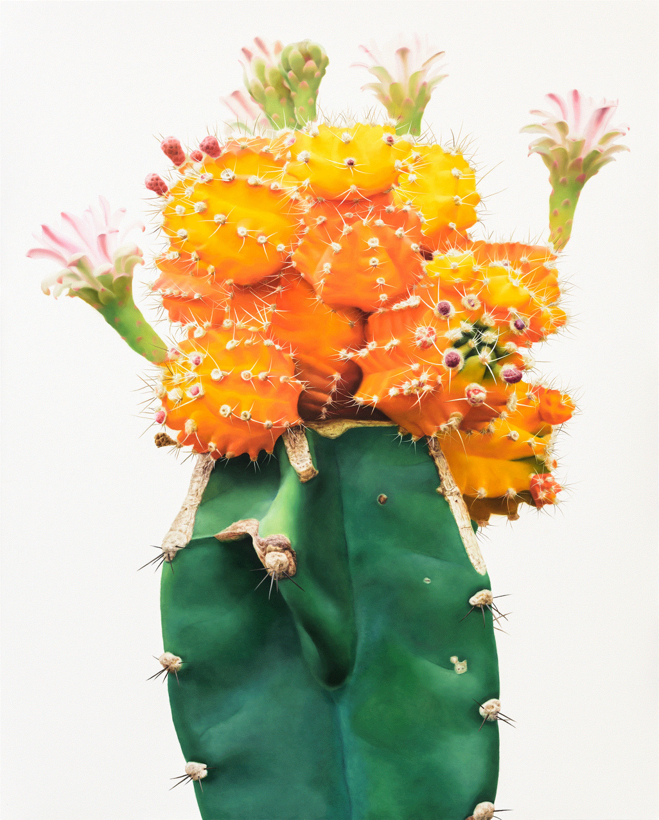 Untutled 1358 , 2017