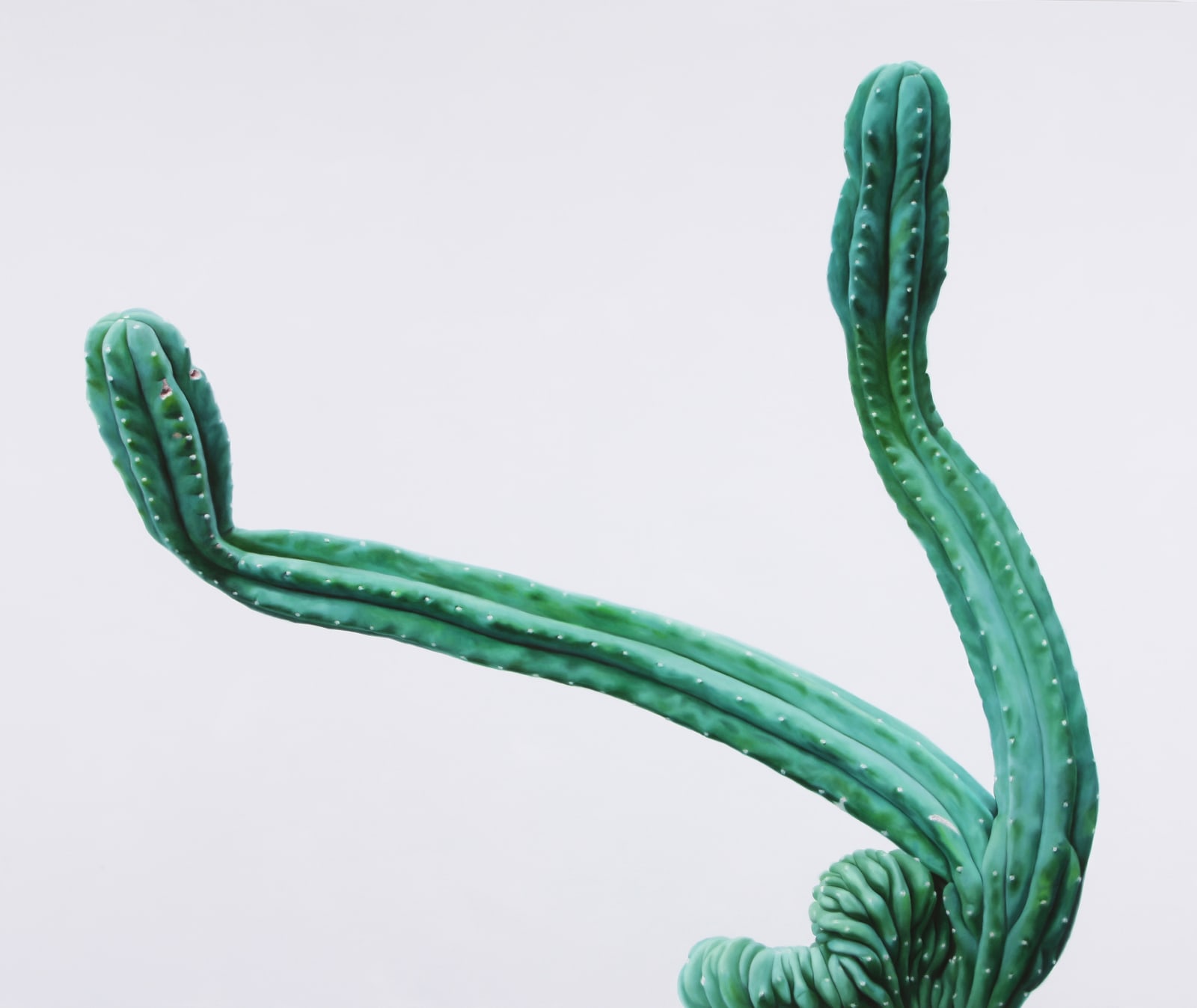 Cactus No.42 , 2010