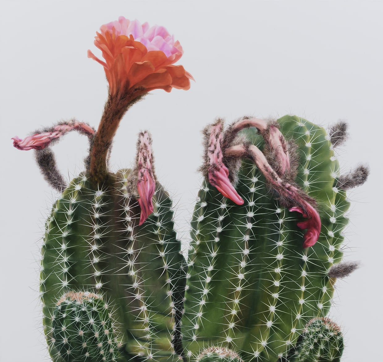 Cactus