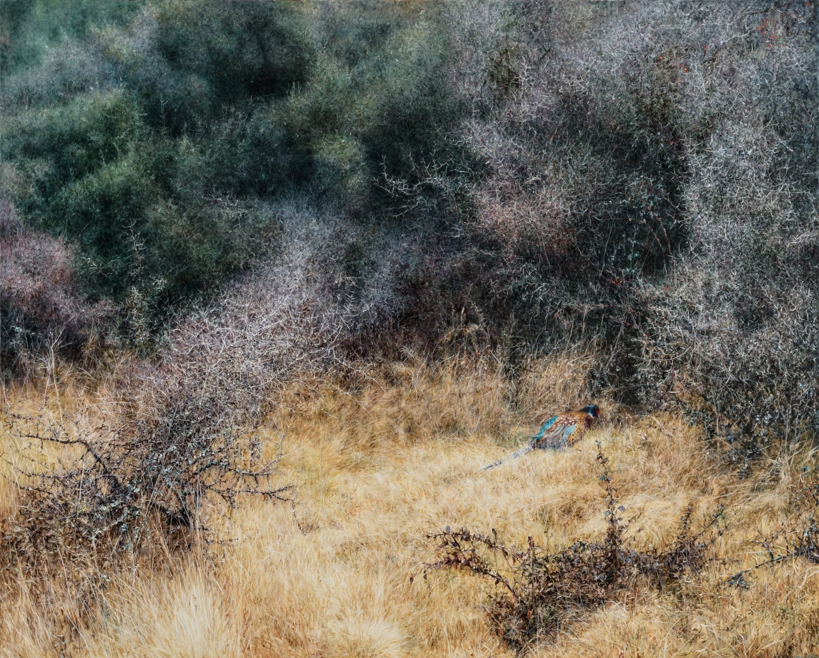 Pheasnt