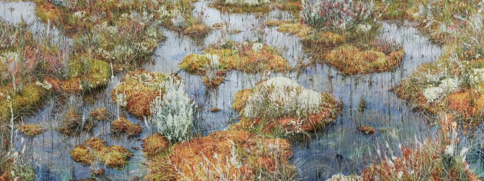 wetland