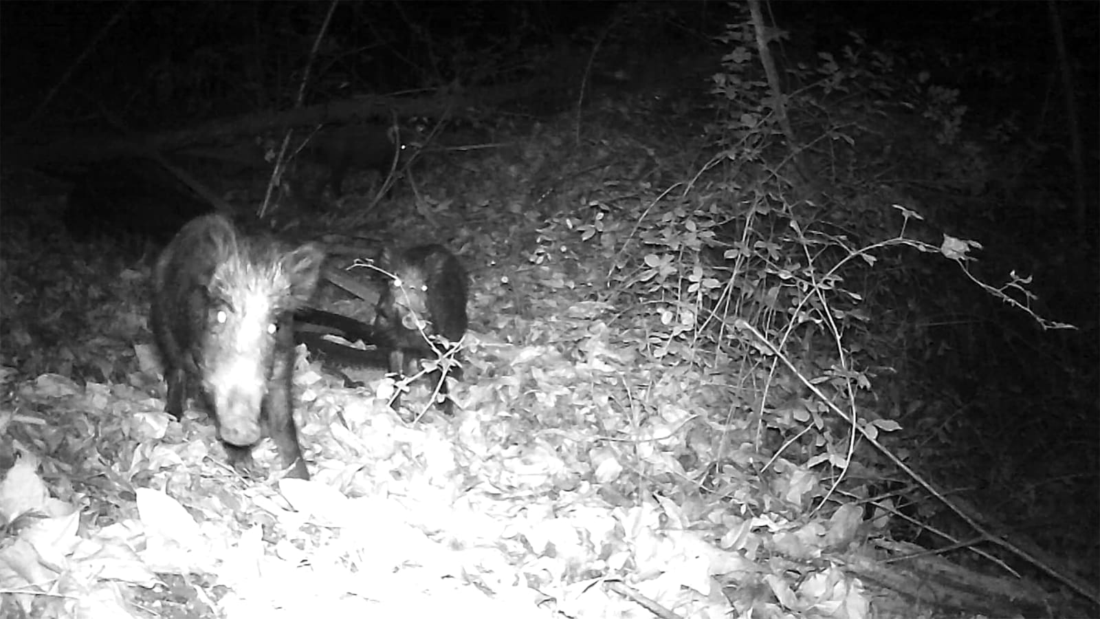 Elsa Brès, Notes for Les Sanglieres, 2021