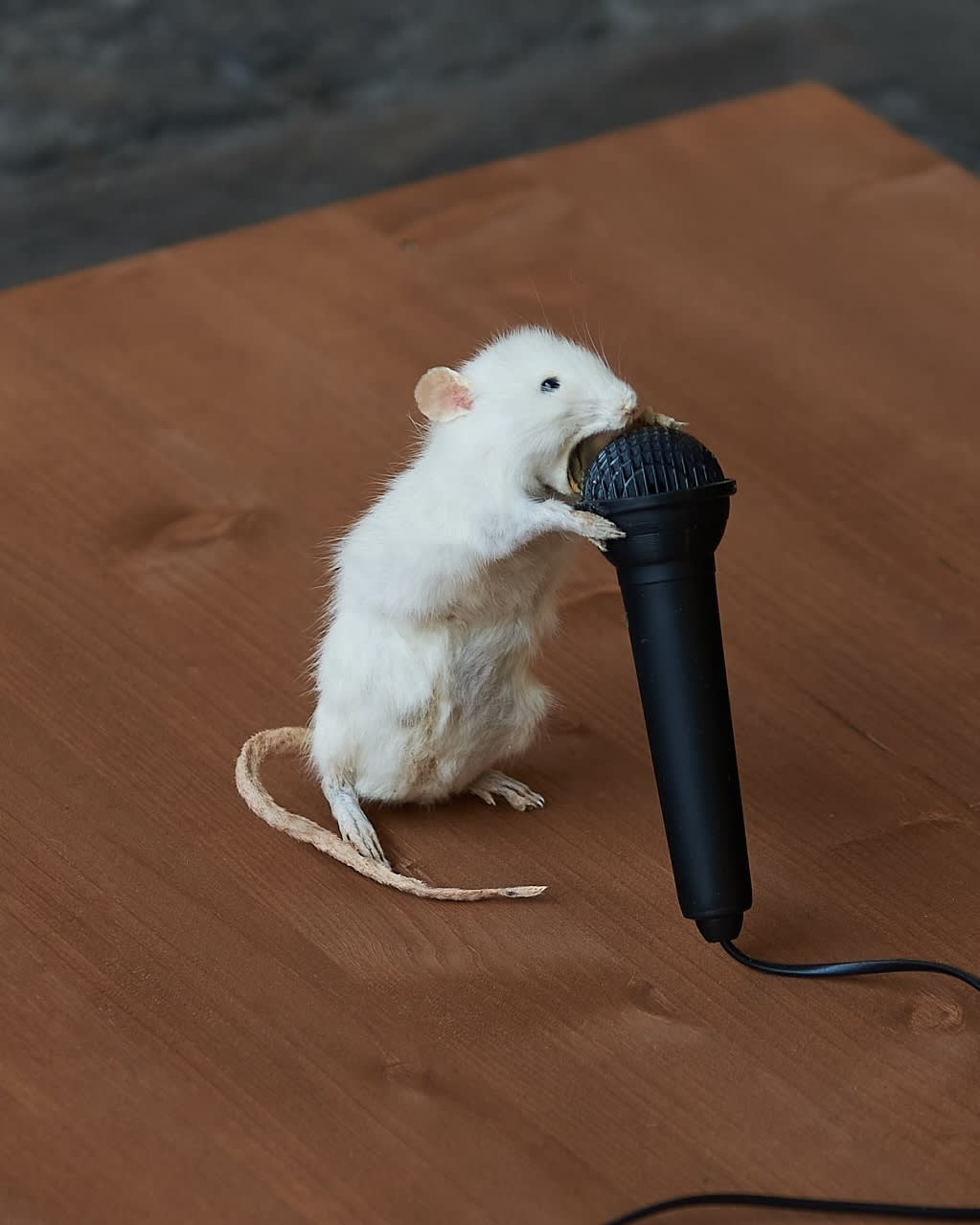 Emmanuel Massillon, Self-Snitching, 2023