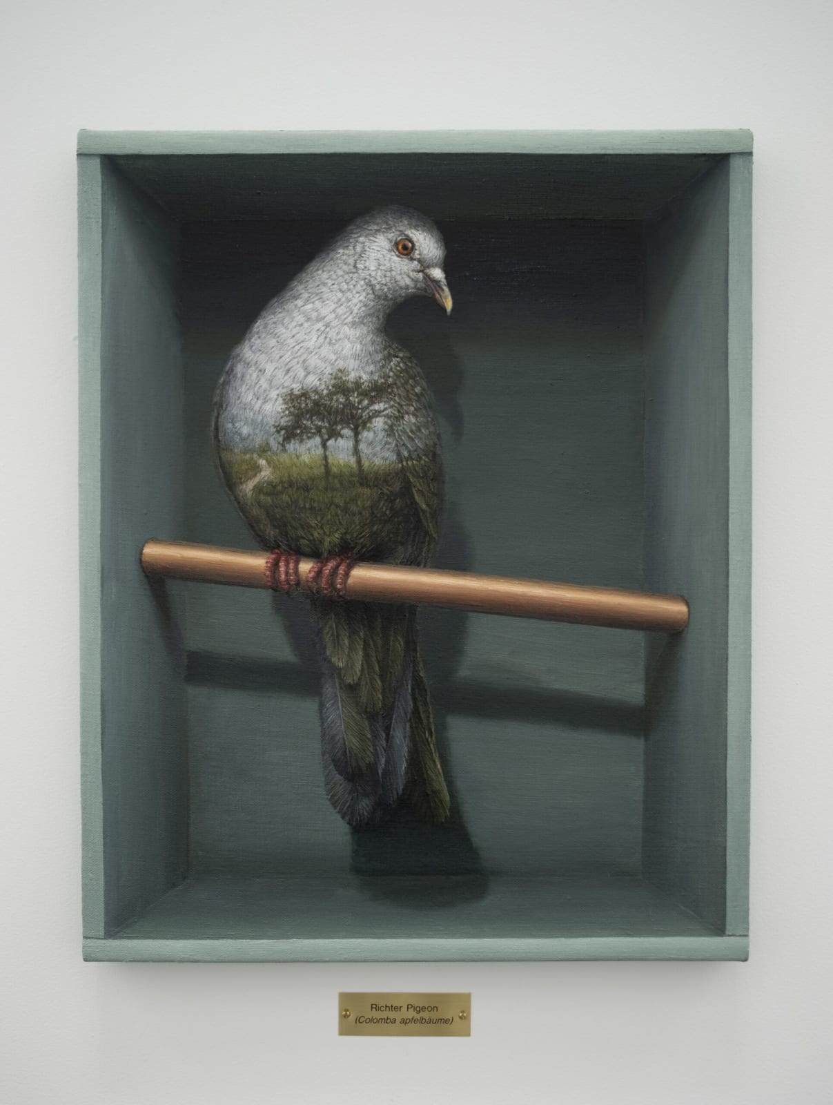 Clive Smith, Richter Pigeon (Colomba apfelbäume), 2022