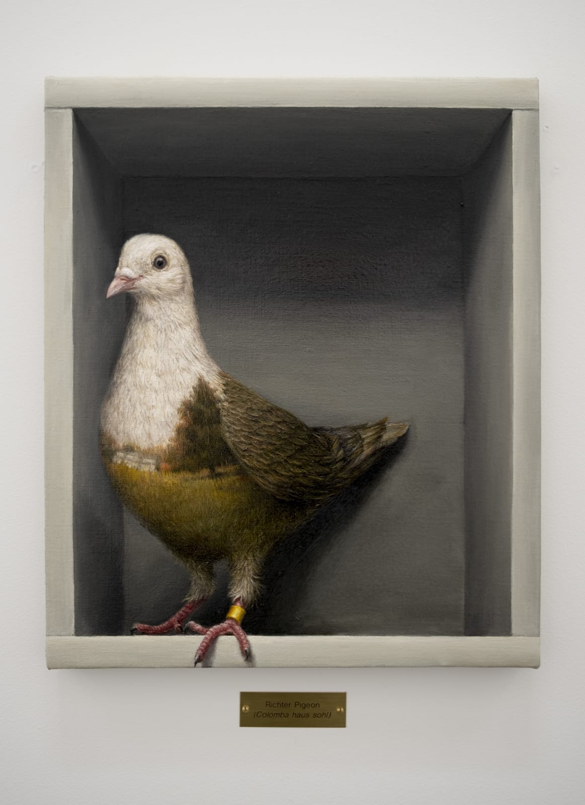 Clive Smith, Richter Pigeon (Colomba haus sohl), 2022