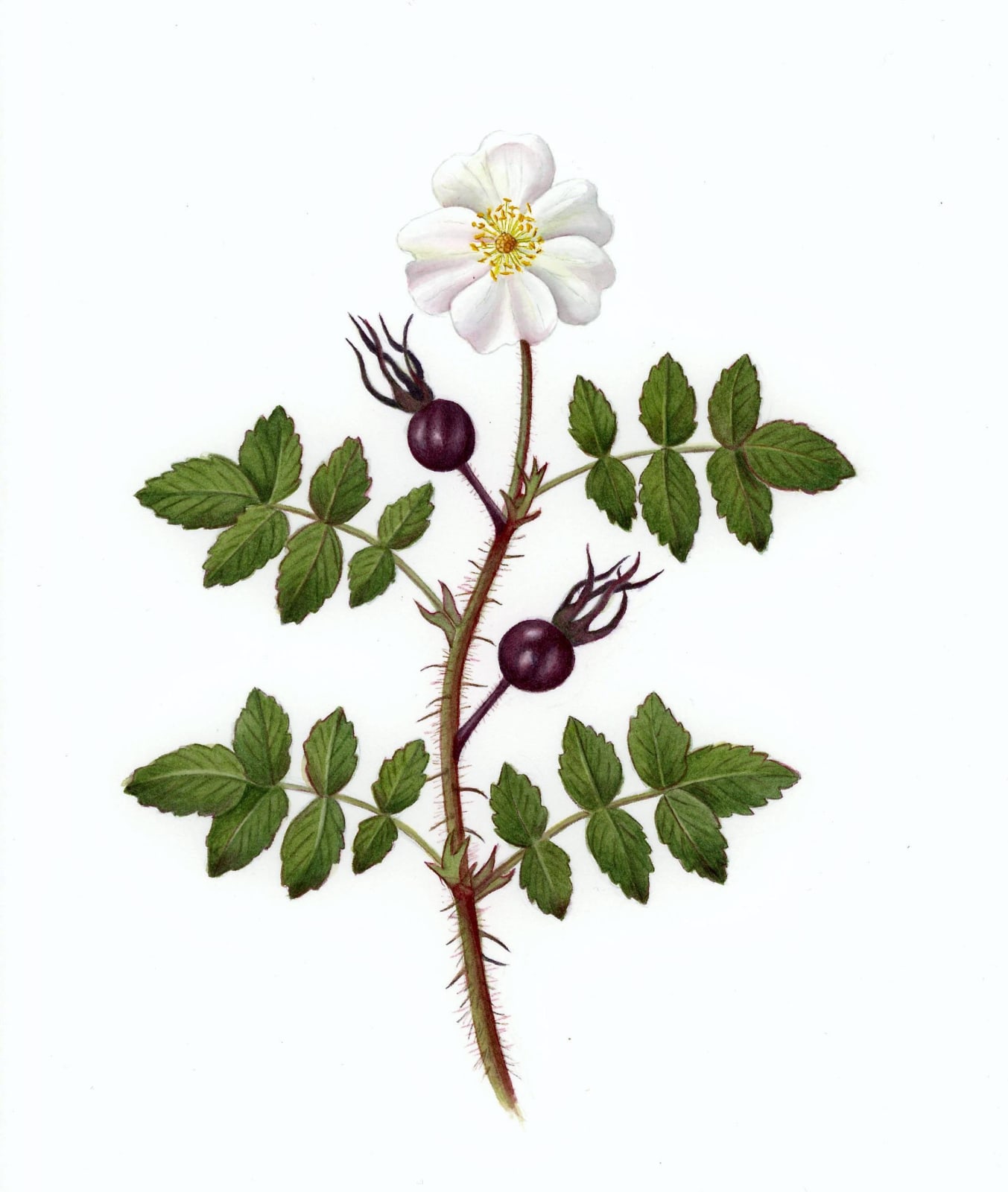 Alison Walker, Rosa spinosissima