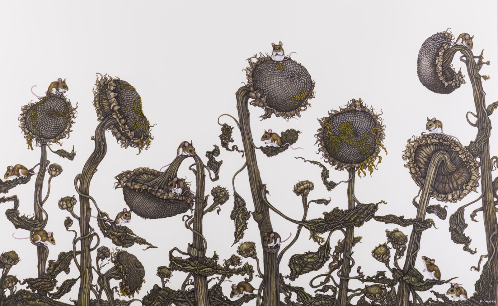 Betty Christie, Foraging Field Mice on Sunflower Seedheads