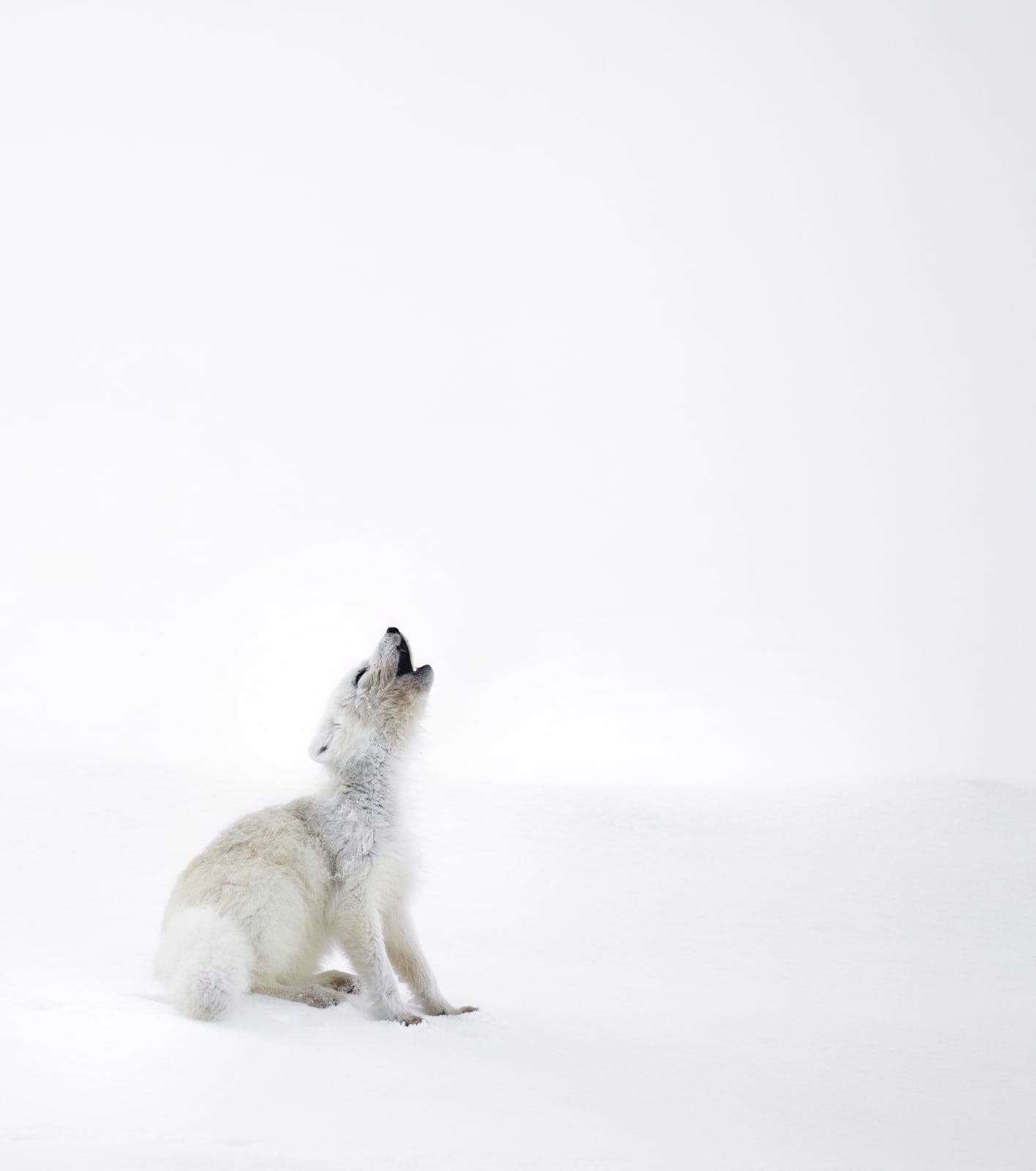 MALINI CHANDRASEKAR, The Silent Howl, 2024