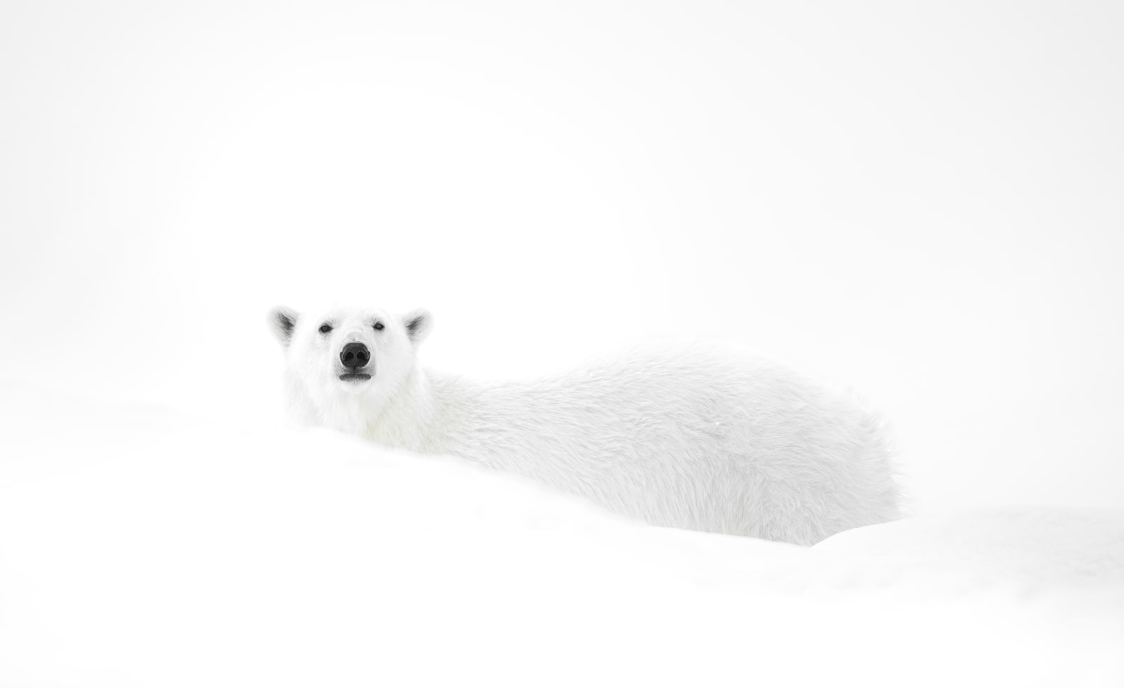 MALINI CHANDRASEKAR, Snow Bear, 2024