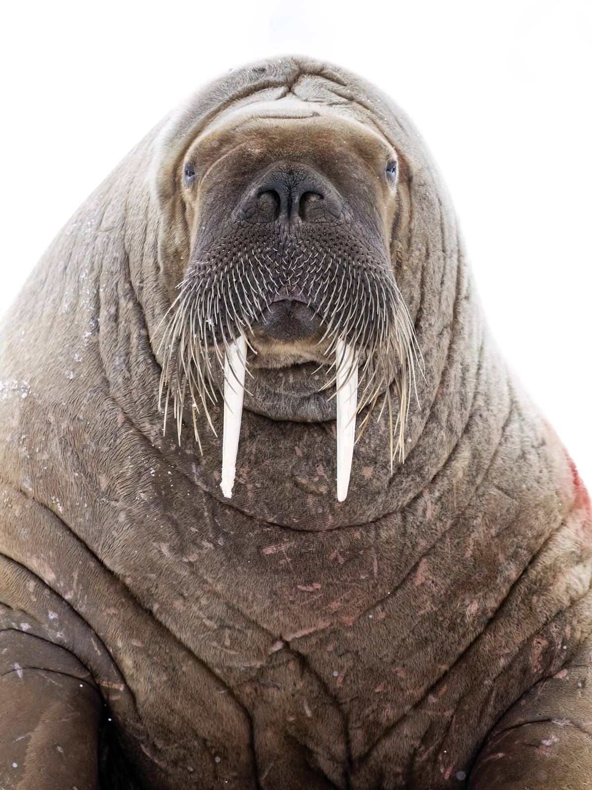 MALINI CHANDRASEKAR, Beauty In The Beast, 2024