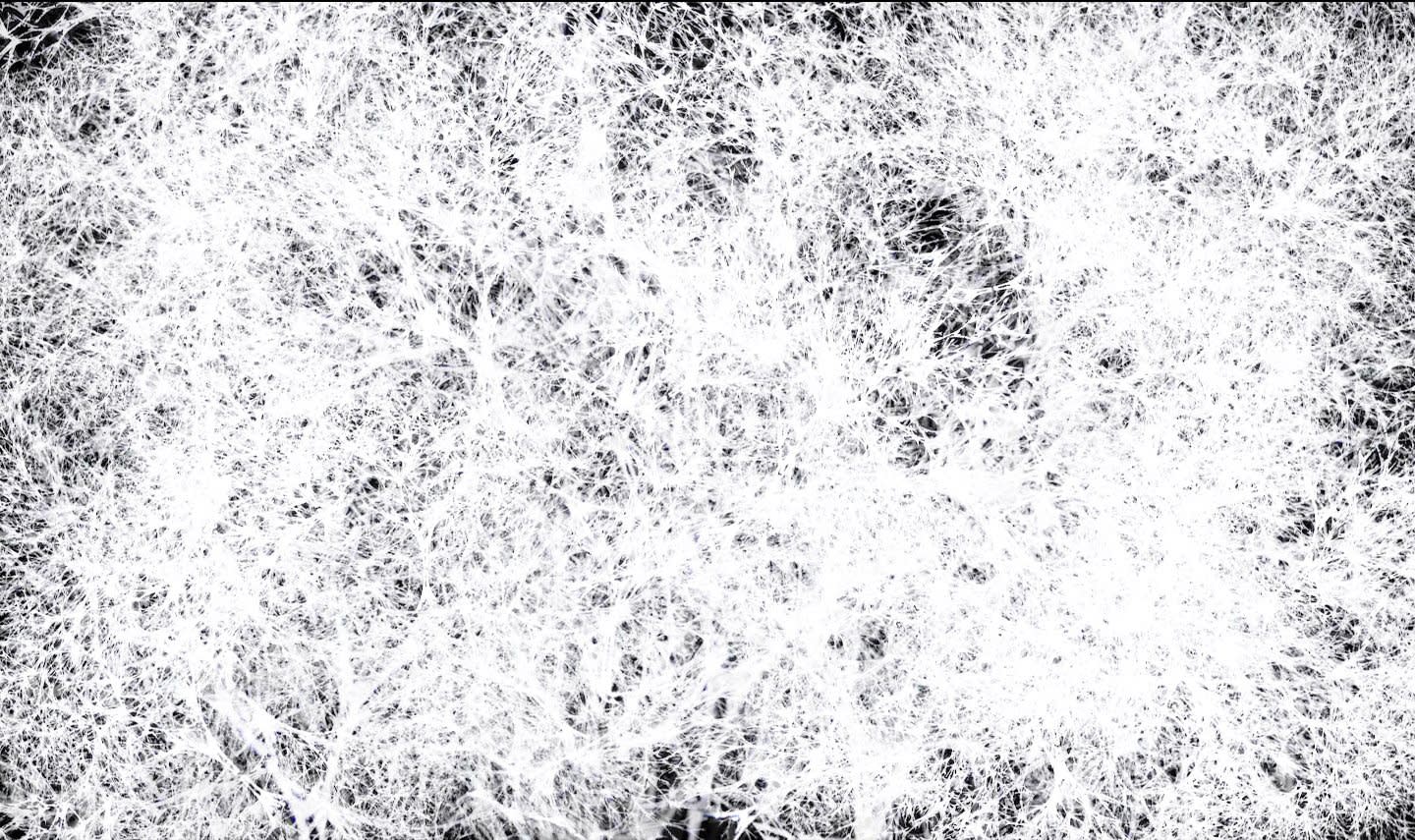 Rohini Devasher, Arboreal, 2011