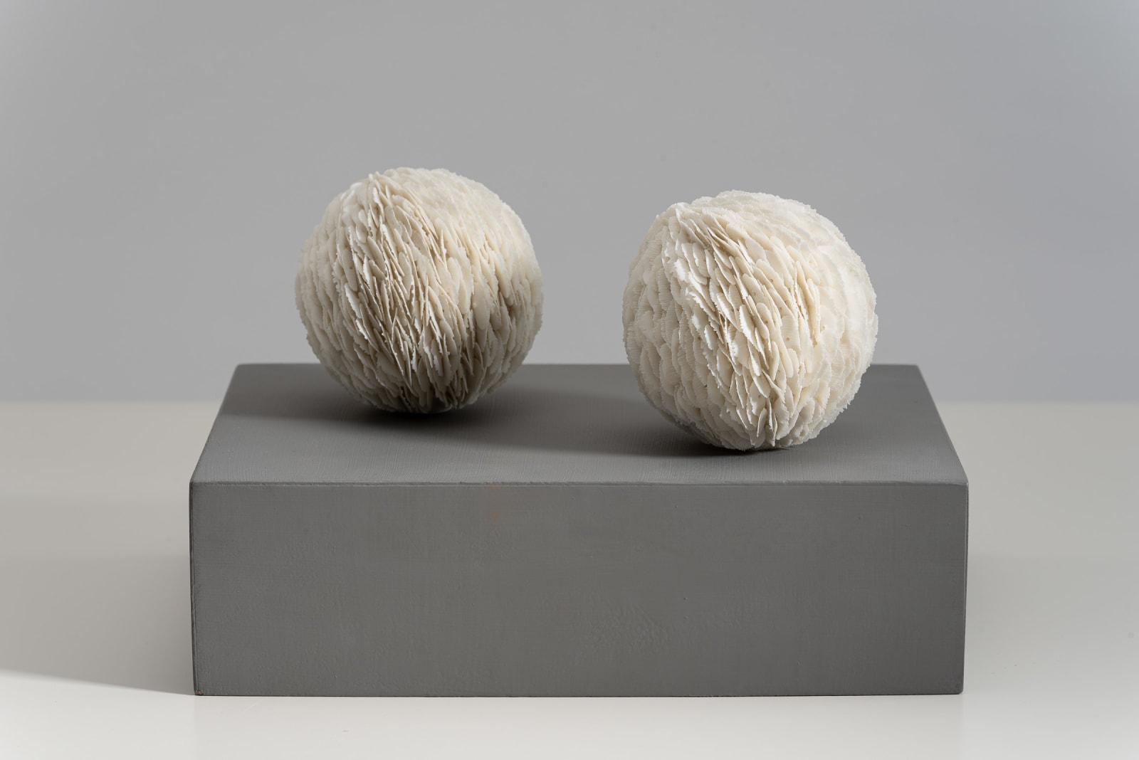Jennifer Hickey, Seedlings