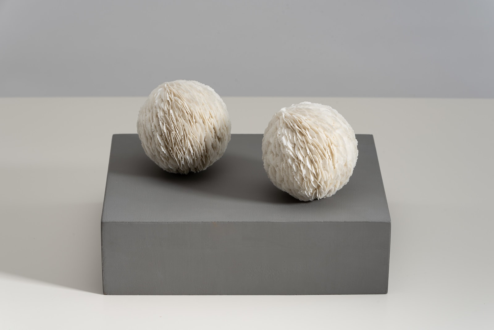 Jennifer Hickey, Seedlings
