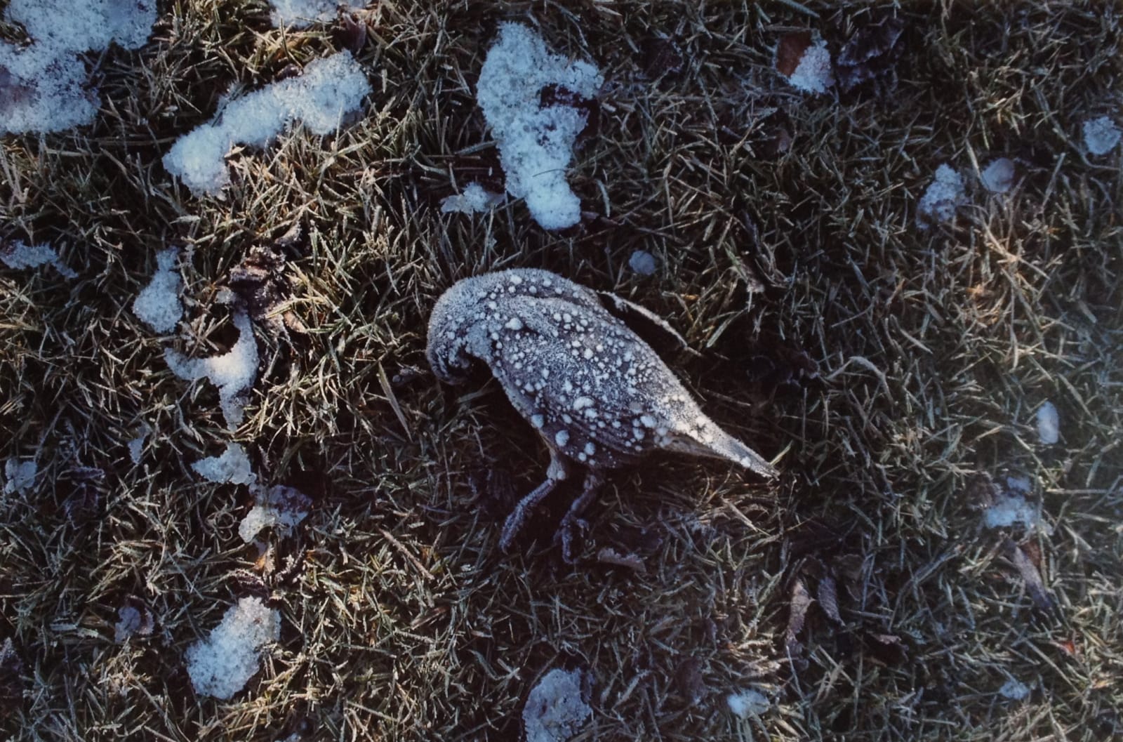 Sir Grahame Sydney, Frosted Quail - Cambrian, 2011