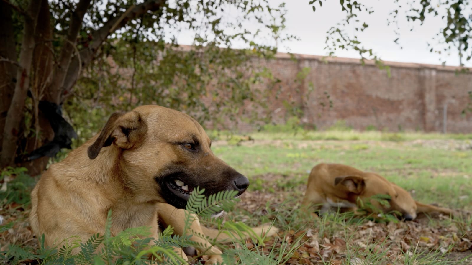 Patty Chang and David Kelley, Stray Dog Hydrophobia (film still), 2023–24. Courtesy of the artists.