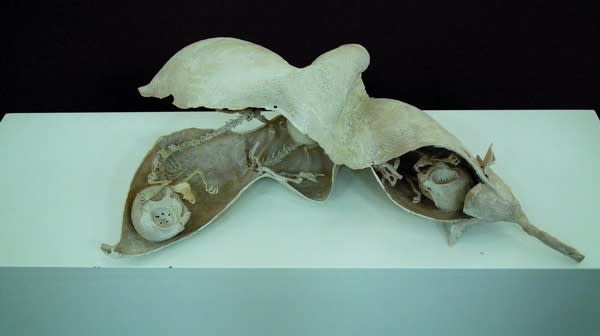 沈少民 SHEN Shaomin, 實驗田1號 豆莢
