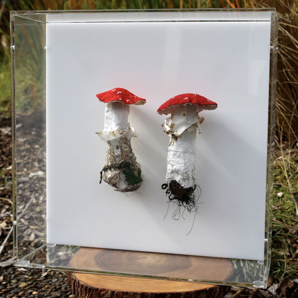 Cathy Brickhill, Amanita Fungi of New Zealand #3