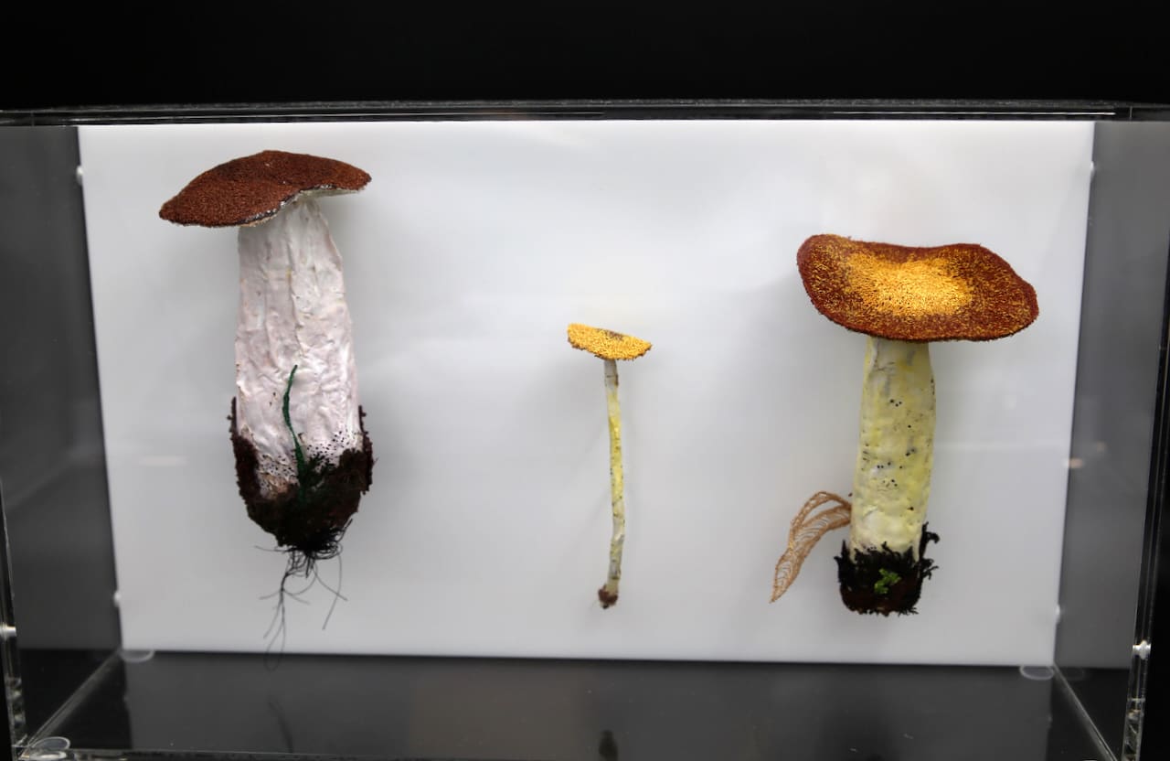 Cathy Brickhill, Fungi of New Zealand #10