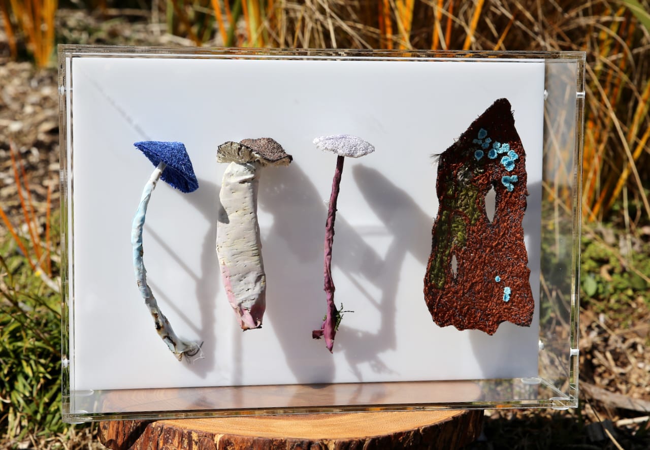 Cathy Brickhill, Fungi of New Zealand #13