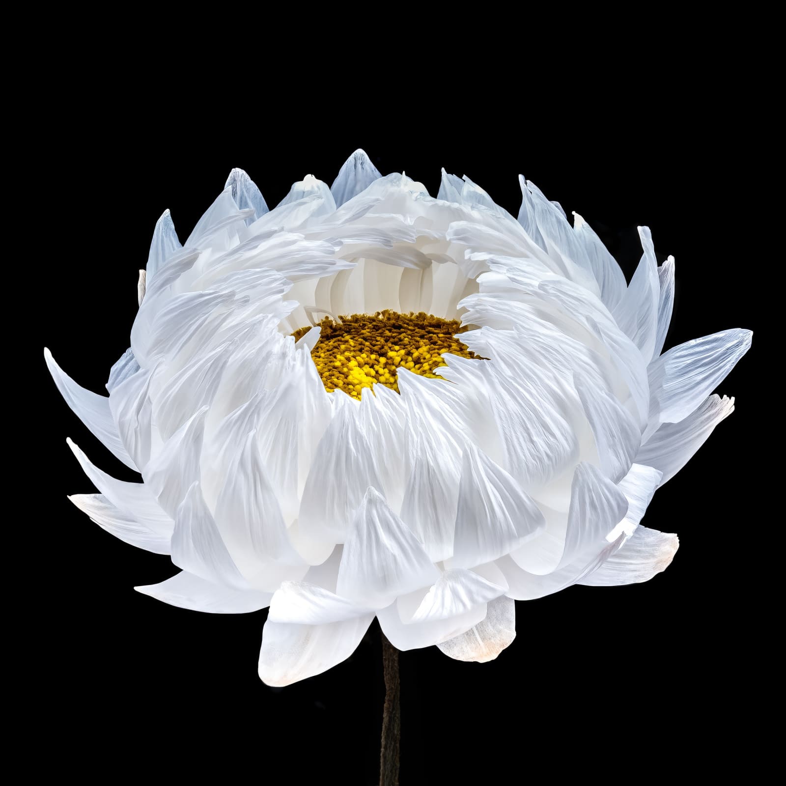 Steve Gallagher, Little Bloom No 1