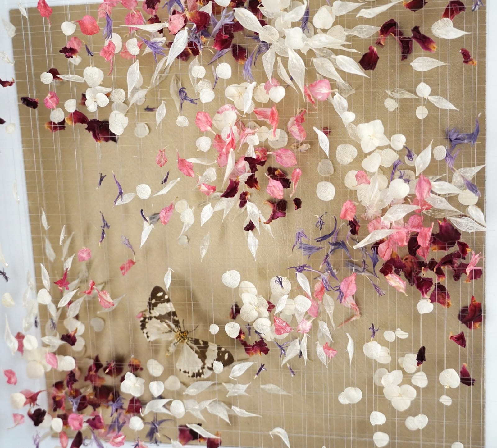 Anna Masters, Disappearing Suns 3