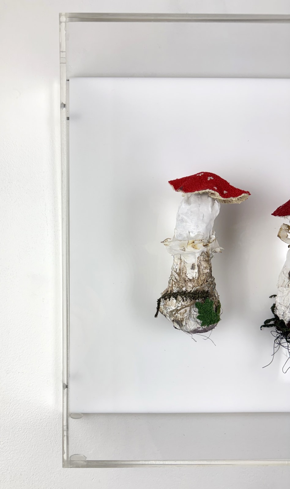 Cathy Brickhill, Fungi of New Zealand #3