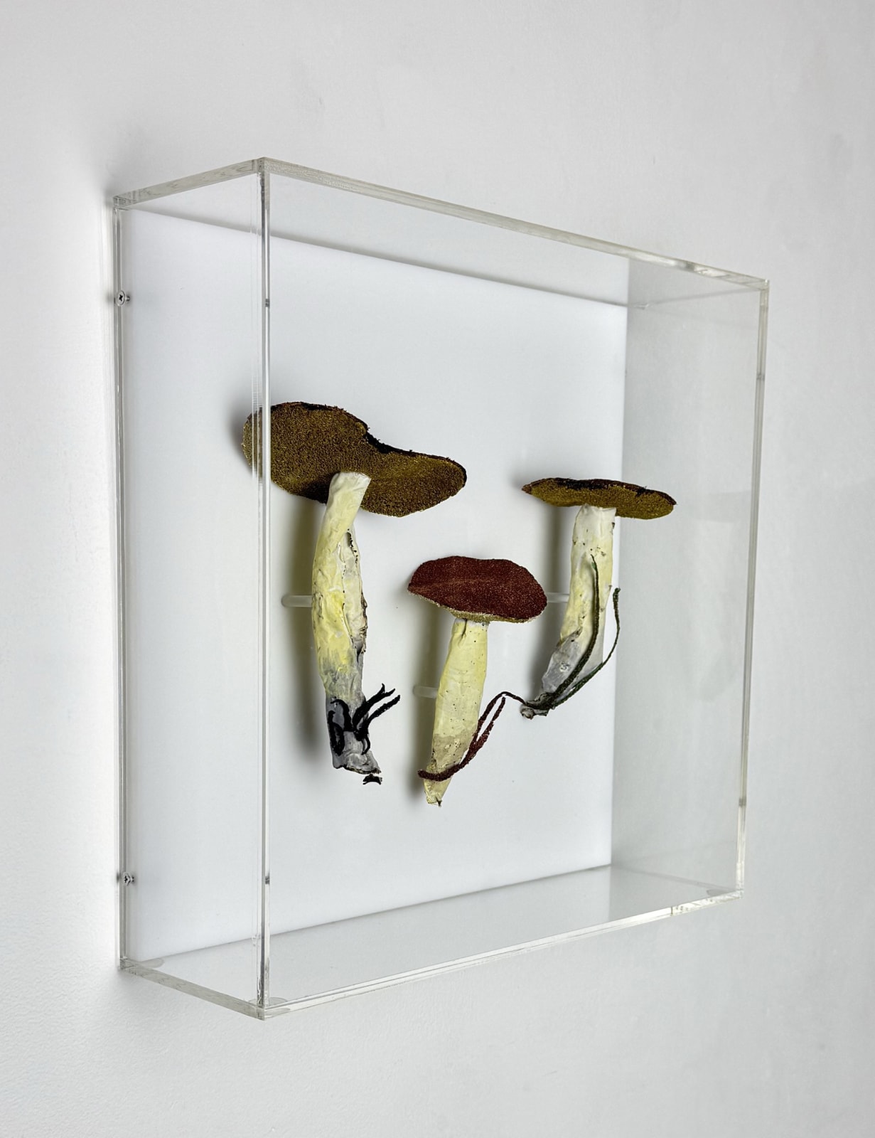 Cathy Brickhill, Dotted-Stalked Suillus Fungi #2