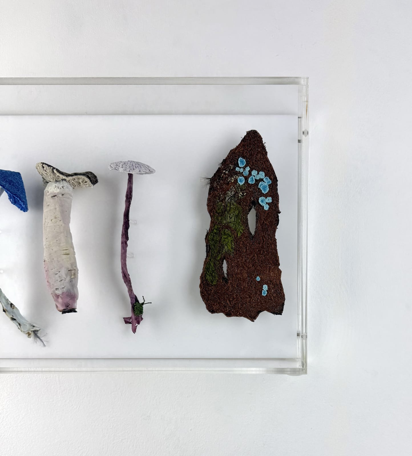 Cathy Brickhill, Fungi of New Zealand #13