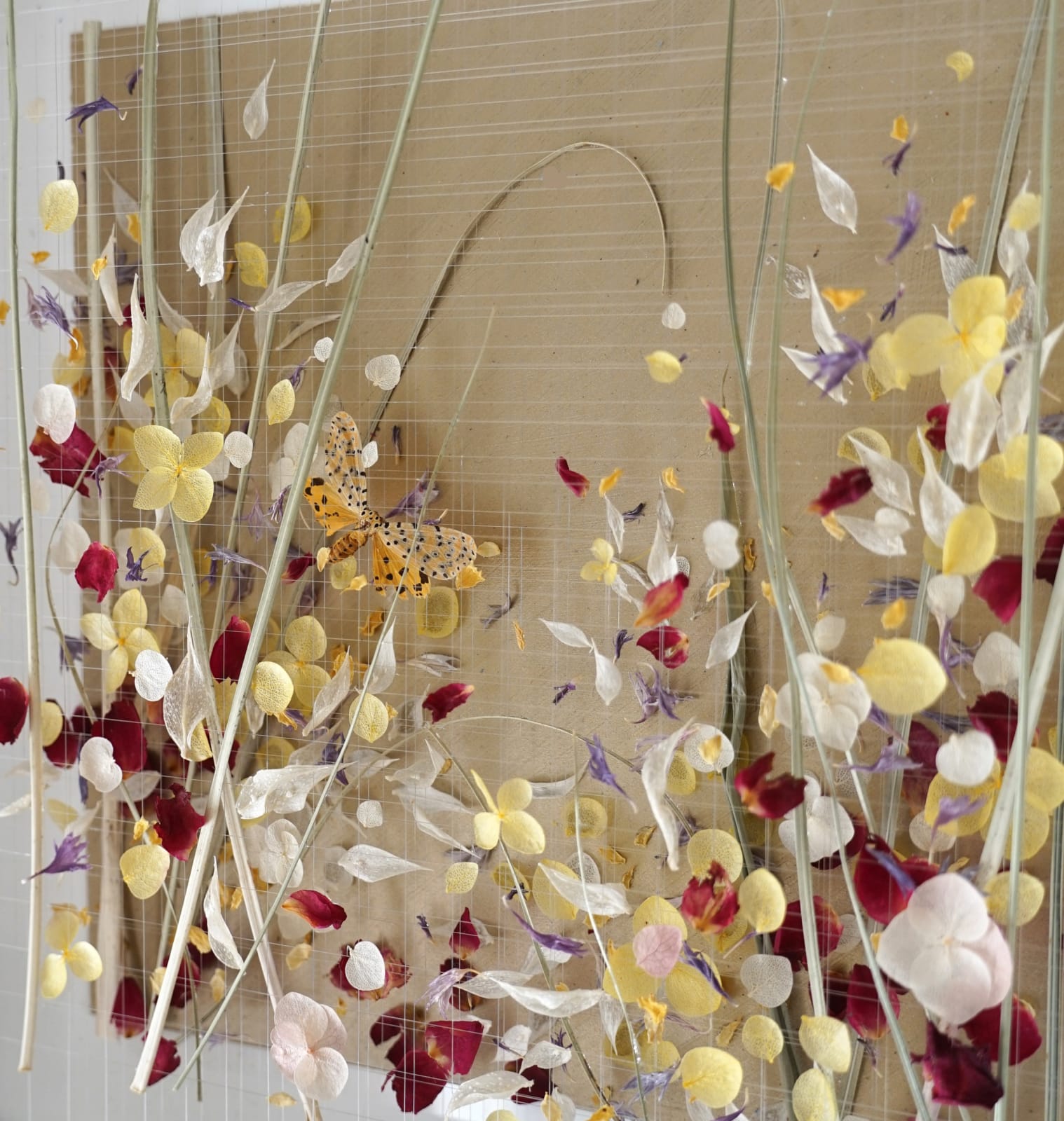 Anna Masters, Disappearing Suns 5