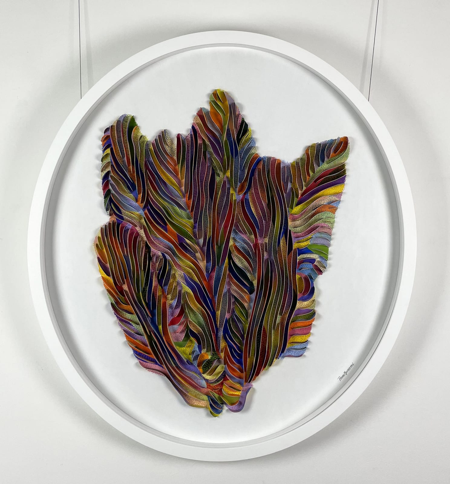 Peter Monaghan, Oval Tulip