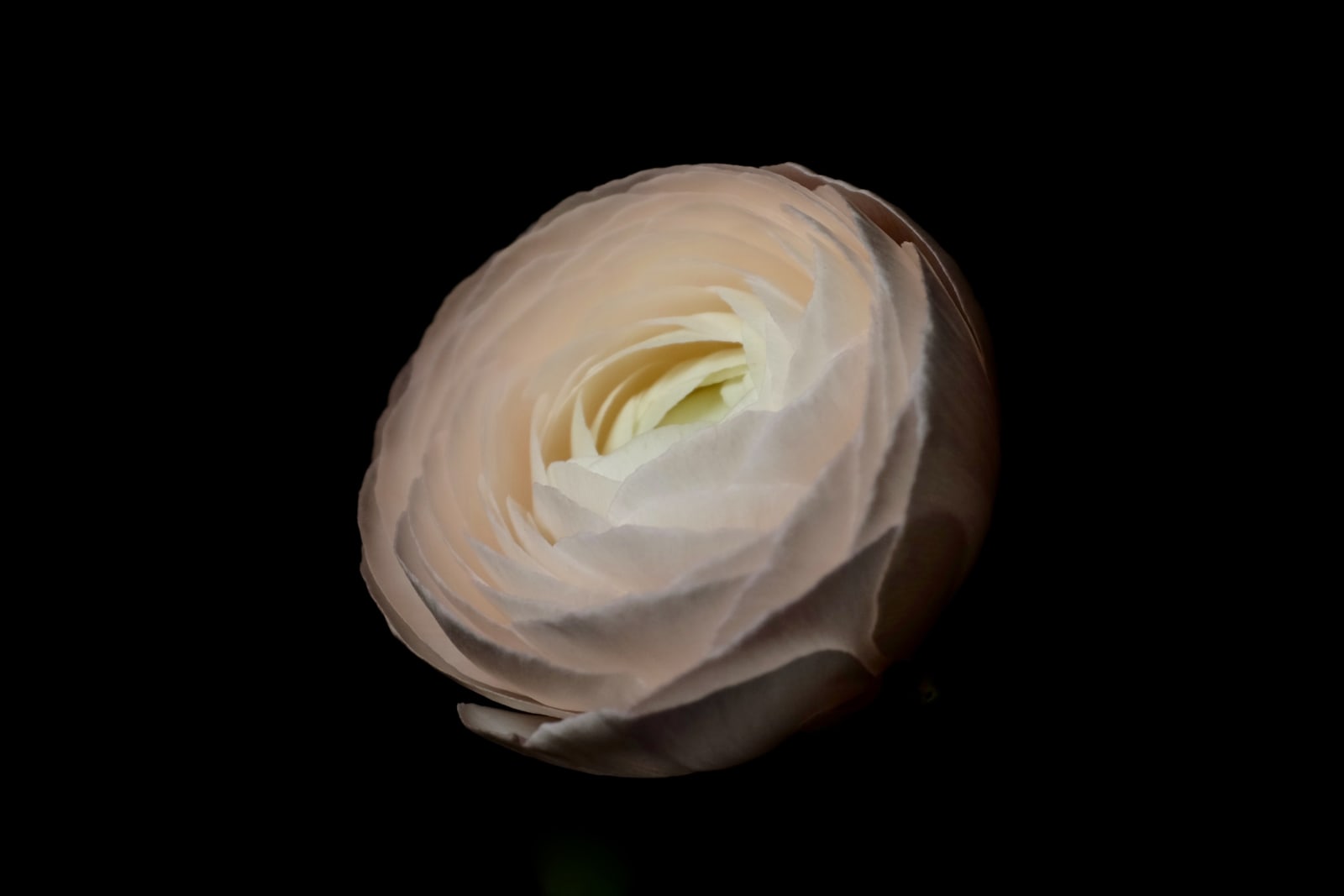 Mischa Fanghaenel, RANUNCULUS HANOI CLOONEY II, 2017