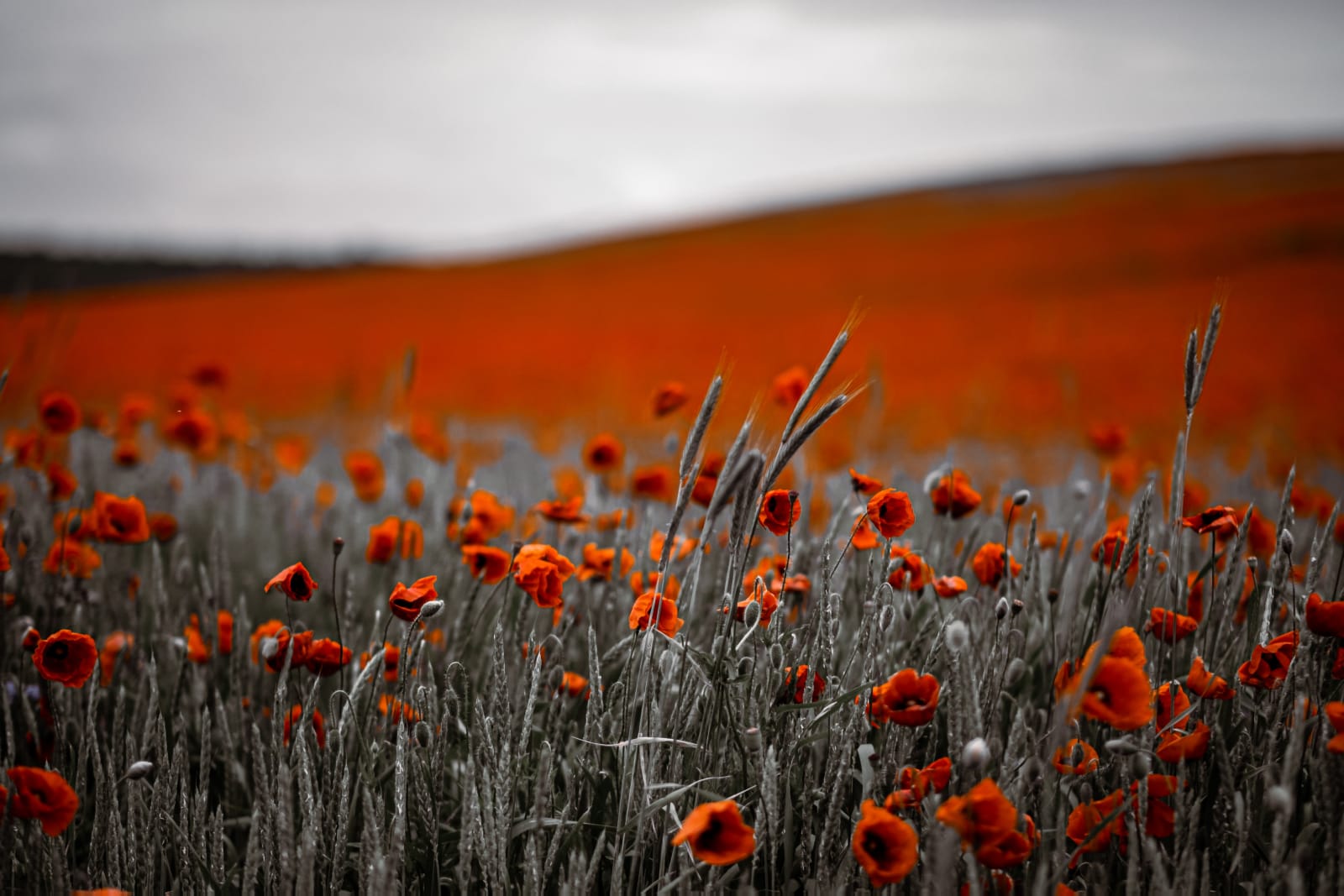 Mischa Fanghaenel, MOHNFELD, 2021