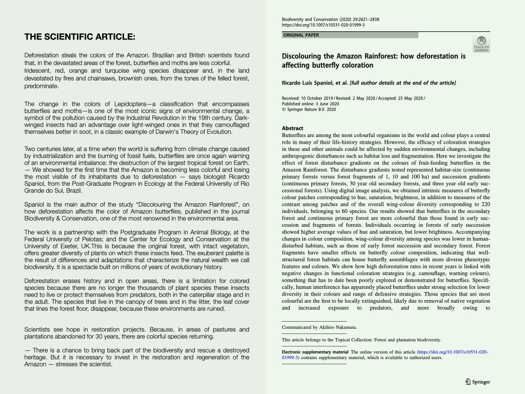 Regenerating Amazonia, Morpho Deidamia, 2023