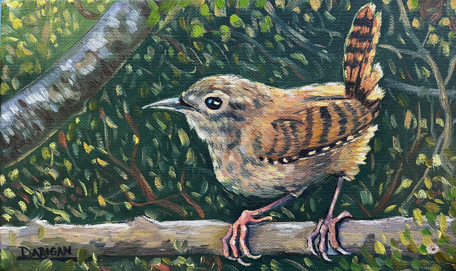 Paddy Darigan, Little Wren