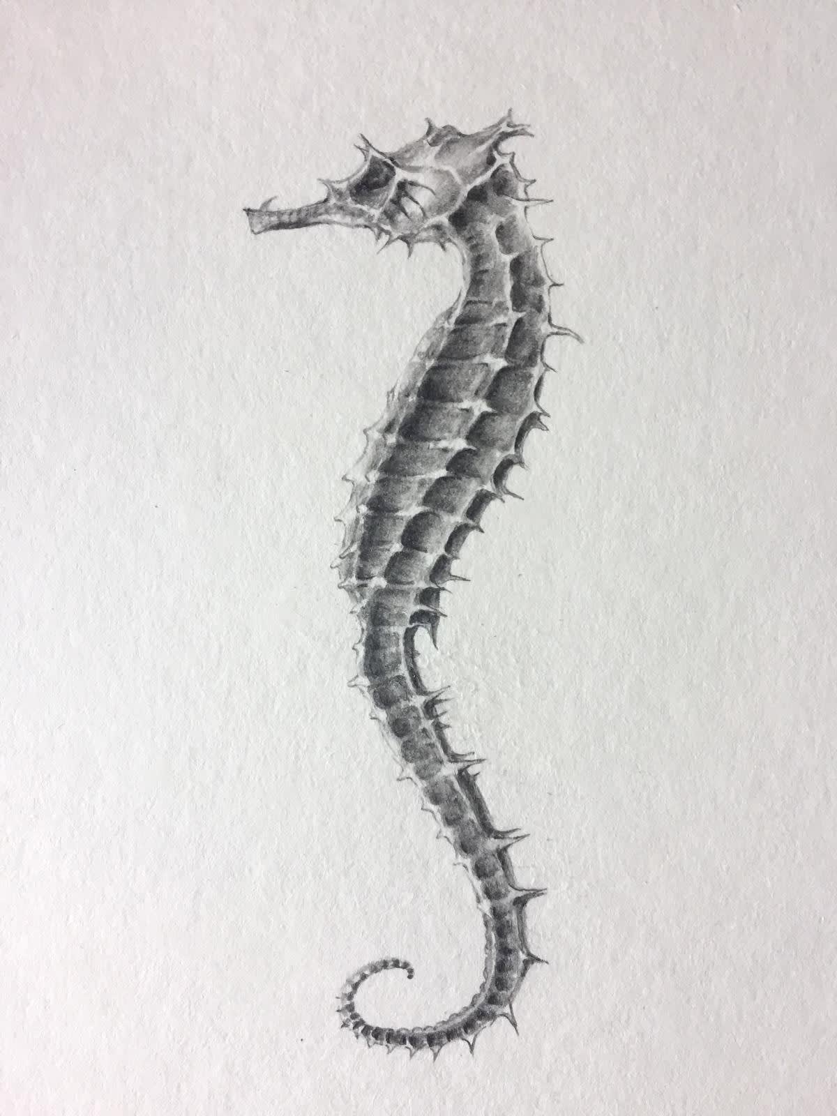 Lolkje van der Kooi, Zeepaardje